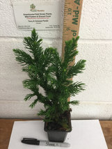Cryptomeria Japoncia Black Dragon Japanese Cedar image 2