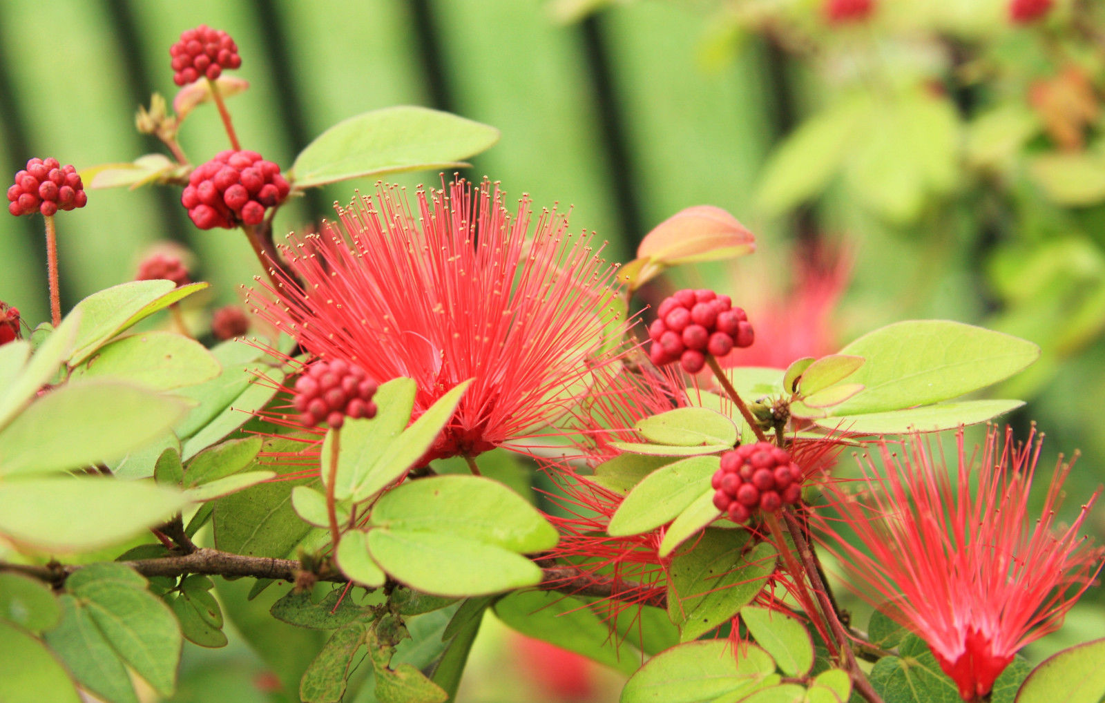 Calliandra Haematocephala rare mimosa tree bonsai powder puff bush seed ...