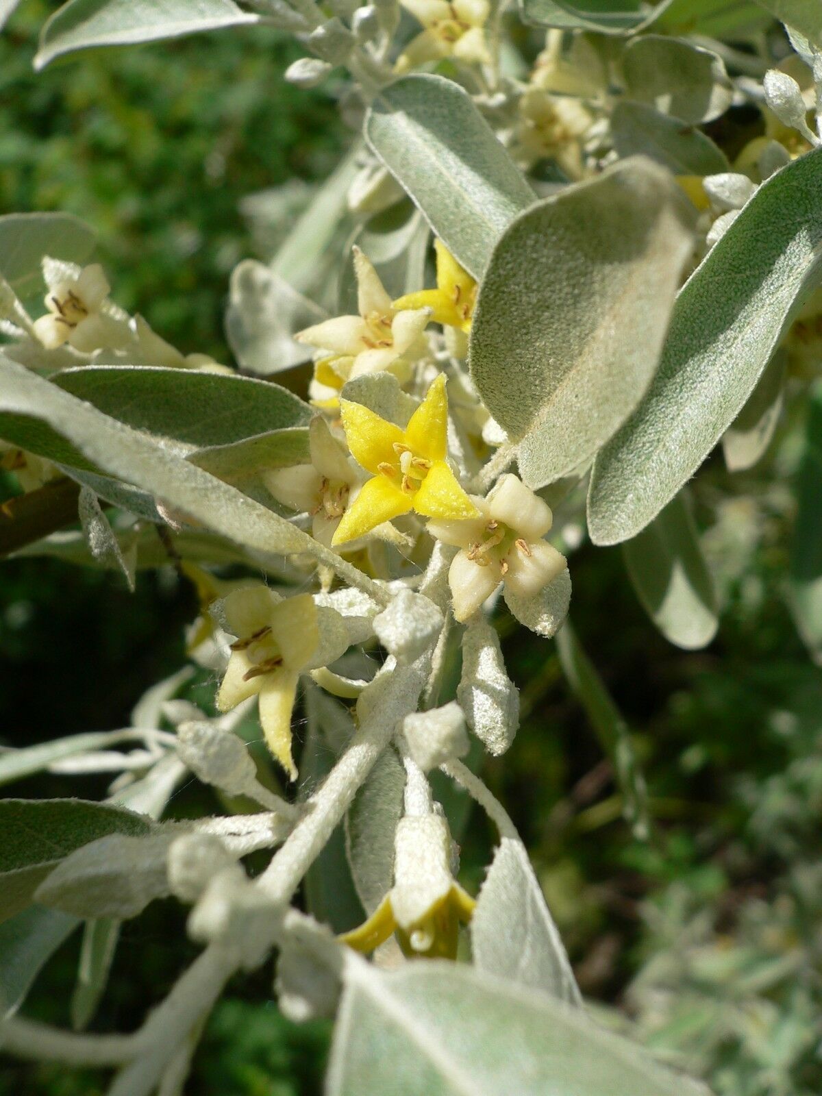 Elaeagnus angustifolia RUSSIAN OLIVE Tree Seeds GRG03 Seeds & Bulbs