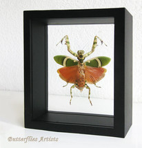 Banded Flower Mantis Theopropus Elegans Female Entomology Double Glass Display  - $89.00