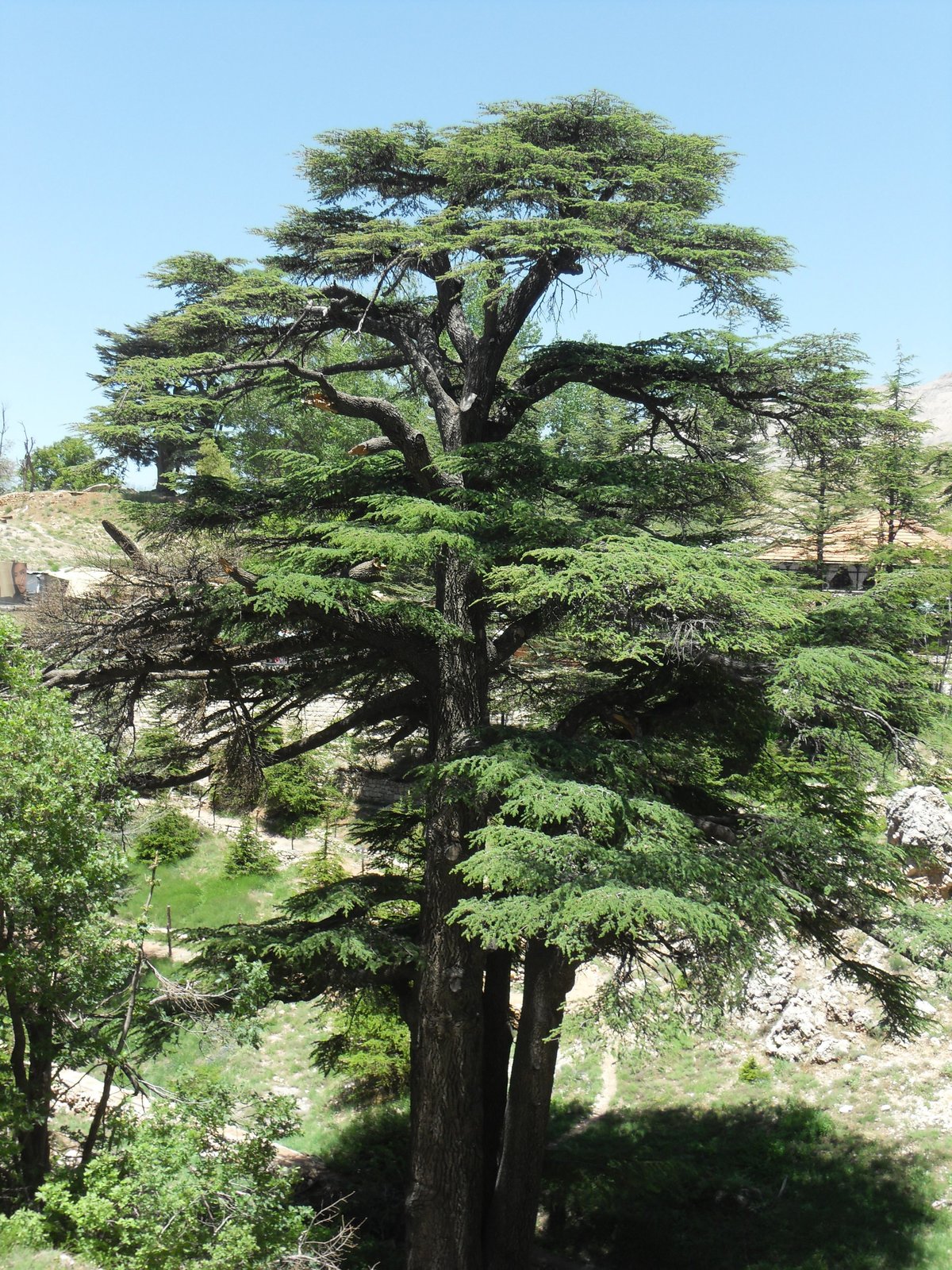 Cedar of Lebanon Tree Seeds–15 Count-One of the most majestic and beautiful tree - Tree Seeds
