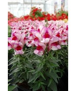 Snapdragon Seeds Snapdragon Snappy Orchid Flame 50 Seeds - $6.48