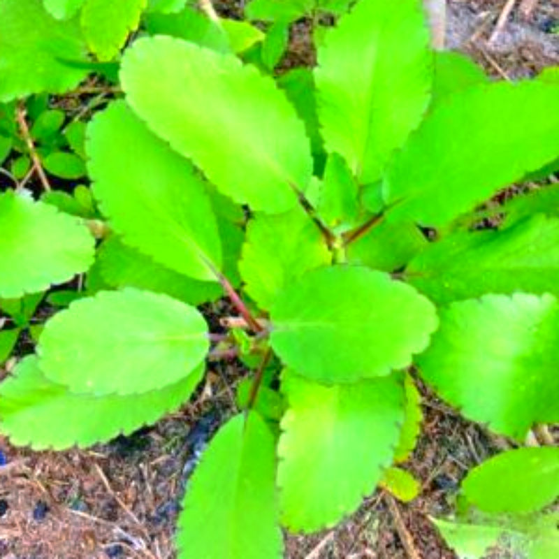 Kalanchoe Pinnata, Life Plant, Goethe, Miracle Leaf Rooted