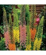 100 Seeds Foxtail Lily Flower Seeds - $14.88