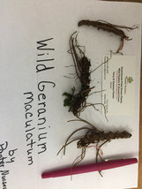 WILD GERANIUM 5 roots image 2