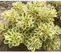 Cold Hardy Sedum Atlantis 4” Pot Zones 4-9 USA, rare plants - $30.19