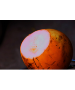 Ceylon GOLDEN KING Coconut Live SEED Rose Gold (Cocos Nucifera) 1 Seed - $45.99