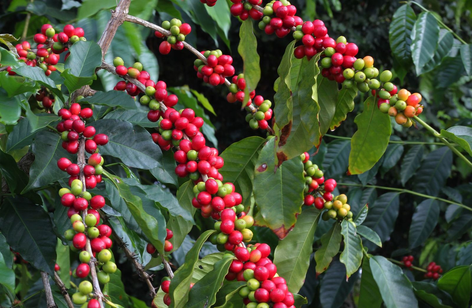 Kona Coffee Hawaiian Starter Plant Grow Your Own Coffee Fruits