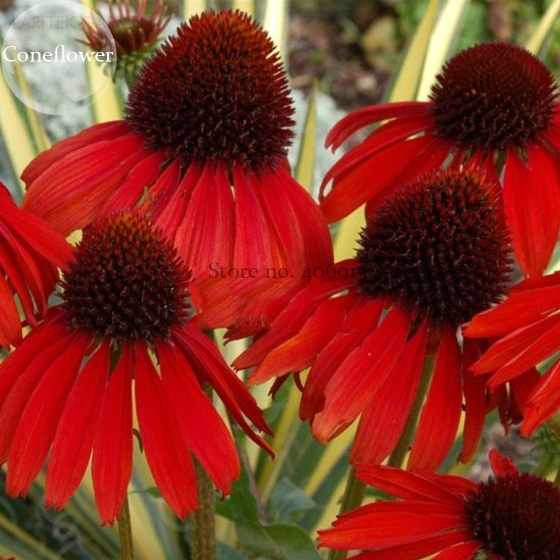 Rare Echinacea 'Firebird' Dark Red Coneflower, 100 Seeds. impressive
