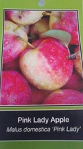 Pink Lady Apple 4-6 Ft Tree Plant Sweet Juicy Fresh Apples Fruit Trees Plants - $140.60