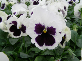 100 Snow Pansy Seeds White Blotch FLOWER SEEDS snowpansy Garden & Outdoor Living - $35.99
