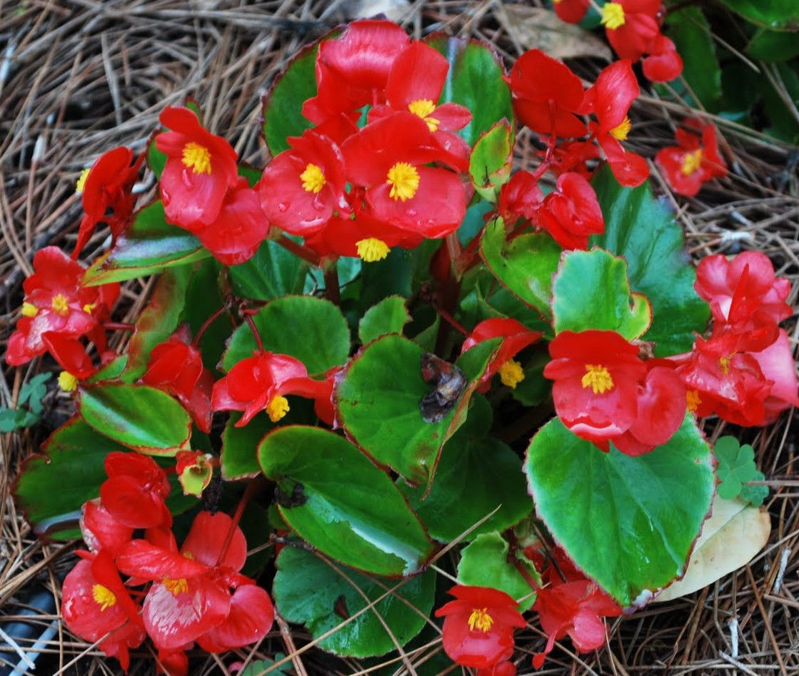wax begonia red