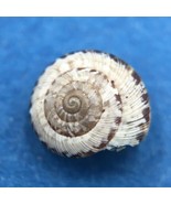 #1 Helicella caperata 6.3mm Tolaga Bay, New Zealand, Geomitridae - $3.95