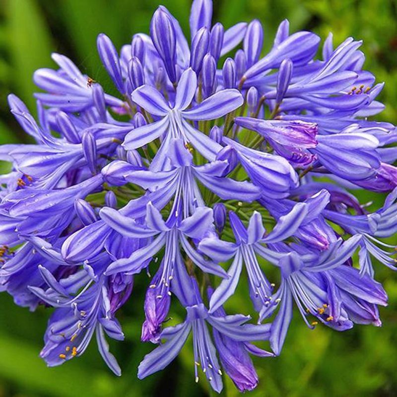 African lily Agapanthus Lily of the Nile Plants &amp; Flowers