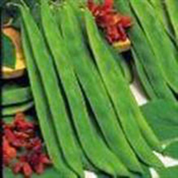 BEAN, TOP CROP BUSH, HEIRLOOM, ORGANIC 20+ SEEDS, GREAT TASTING FRESH OR COOKED Seeds & Bulbs