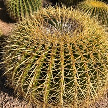 Golden Barrel Cactus Plant Seeds - $7.99