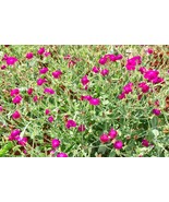 Rose Campion Flower Seeds Lambs Ear Magenta Pink Wildflowers Lychnis cor... - $8.99