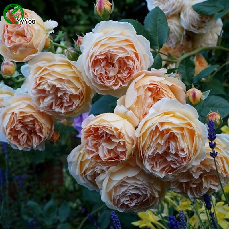 50 Seeds Yellow Climbing Rose Seeds Bonsai Flower Plant ...