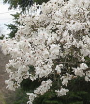 Star Magnolia 4" pot shrub  Magnolia stellata image 1