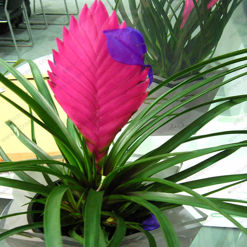 50Seeds Mixed Color Purple Flower Pineapple Tillandsia Cyanea Seeds ...