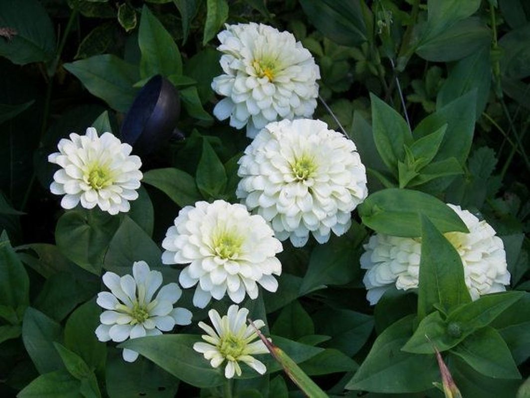 Zinnia &#39;Polar Bear&#39; - white dahlia-type zinnia with very la...