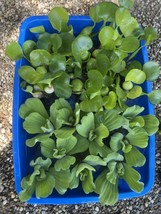 (15) MIX Water Hyacinth & Lettuce Koi Pond Floating Plants Algae Shade Filter 3” - $33.25