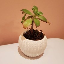 Succulent Planter with Plants, Aeonium Kiwi Plant, White Succulent Pot Ceramic image 5