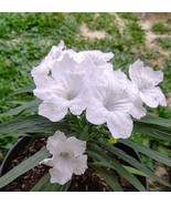 5 White Starter Live Plant Mexican Petunia Ruellia brittoniana Flower Pe... - $20.95
