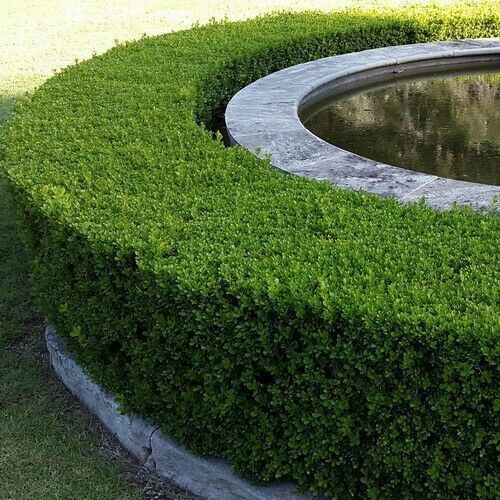 PREMIUM SEED 40 Seeds Wintergreen Japanese Boxwood Hedge Buxus
