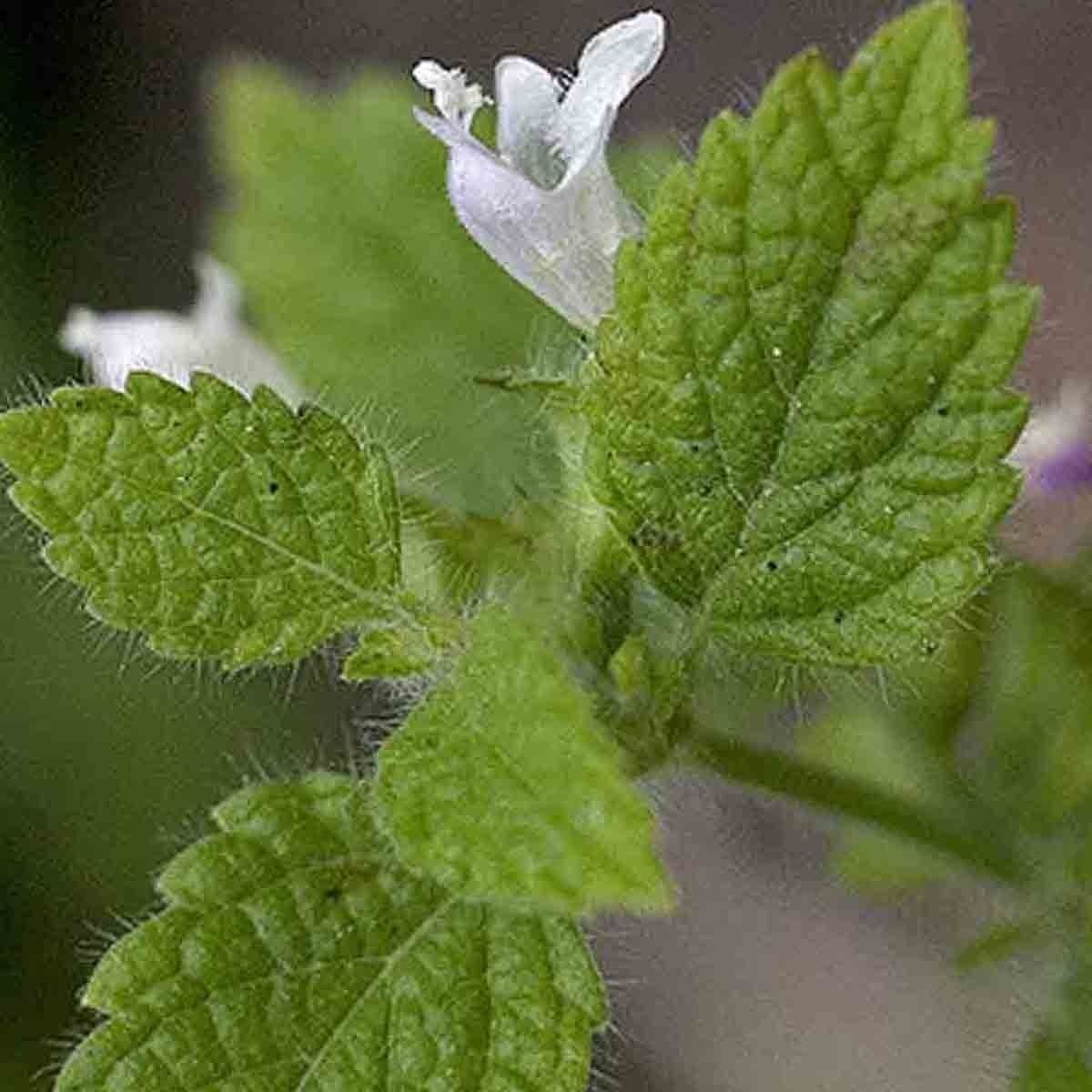 lemon balm as insect repellent
