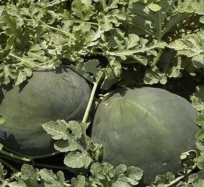 Heirloom NON GMO Florida Giant Watermelon 25 Seeds