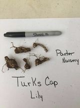 10 Turk's Cap Lily bulbs, Lily Superbum image 2