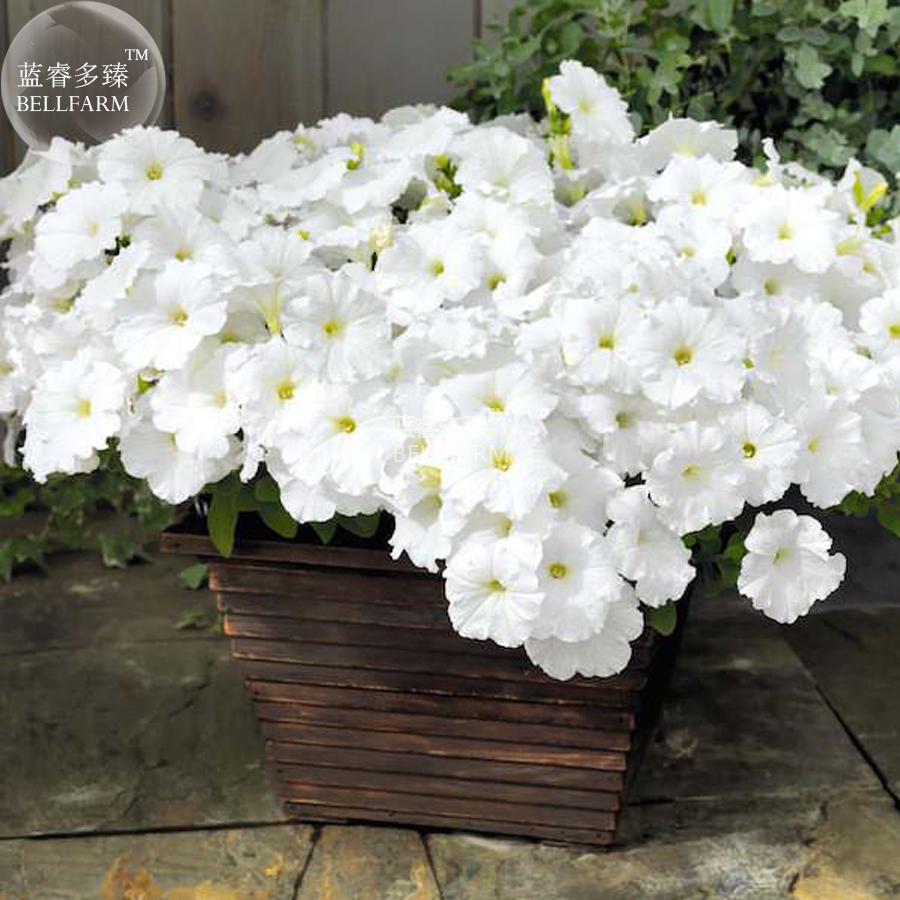 Petunia 'Success' White Trailing Petunia Seeds, 200 vigorous and heavy flowering Seeds