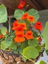 Empress of India Nasturtium Seeds | Organic | Edible Flower | Wholesale | Bulk - $1.98+