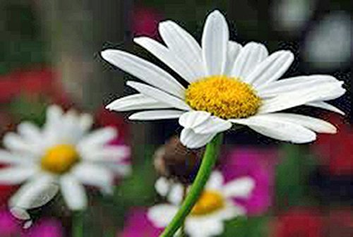 Shasta Daisy 100+ Seeds Beautiful Bright White/Yellow Flower