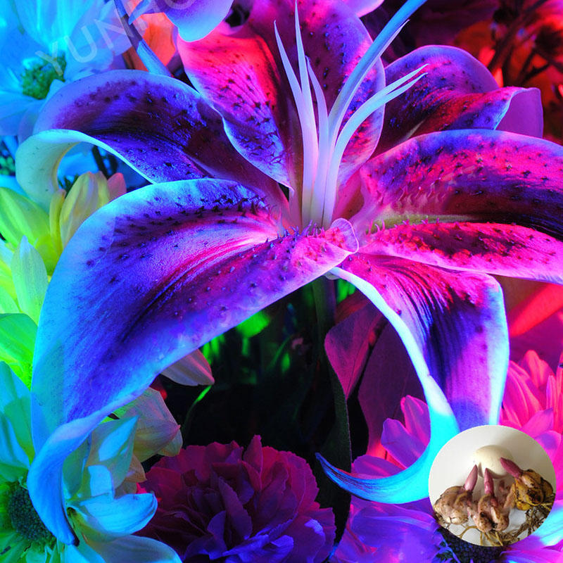 Egrow 100pcspack Blue Lily Flower Seeds Pleasant Fragrance Garden Bonsai Flower Seed Starting 6420