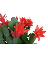 Christmas / Thanksgiving Cactus Schlumbergera Succulent Red Flower | 2 C... - $21.50