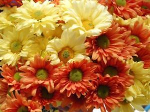 2000 Daisy Glorious Rudbeckia Huta Flower Seeds - $8.99