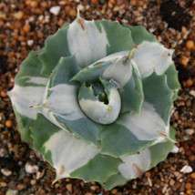 4" Agave isthmensis variegated rare exotic potatorum succulent plant aloe - $79.98