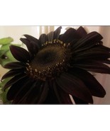 20 seeds 100% True Black Ornamental Sunflower Seeds, Very Interesting At... - $10.68