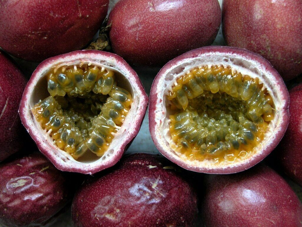 10 Seeds Passion Fruit Purple Granadilla Passiflora Edulis - Seeds & Bulbs