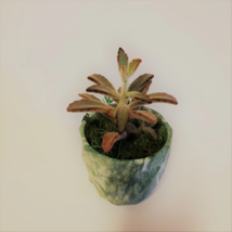 Succulent Planter with Chocolate Soldier Plant, Green Marble Kalanchoe Tomentosa image 1