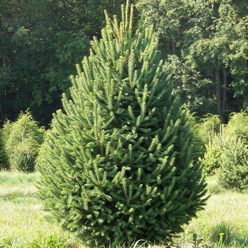 PREMIUM SEED 100 Seeds Black Hills Spruce Tree (Picea glauca Densata ...