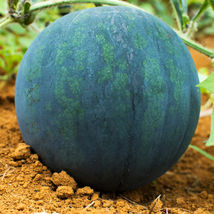 SHIP FROM US WATERMELON BLACK DIAMOND SEEDS- 1/2 Oz SEEDS PACKET -HEIRLO... - $50.84