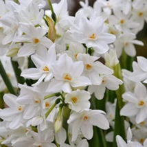 10 Paperwhite Narcissus Flower Bulbs - Extra Large 17+ cm Bulbs - Indoor Bloomin image 9