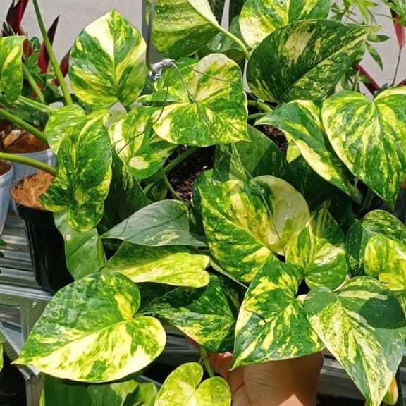 Live Starter Plant Devil's Ivy Golden Pothos Vine Houseplant Indoor / Outdoor