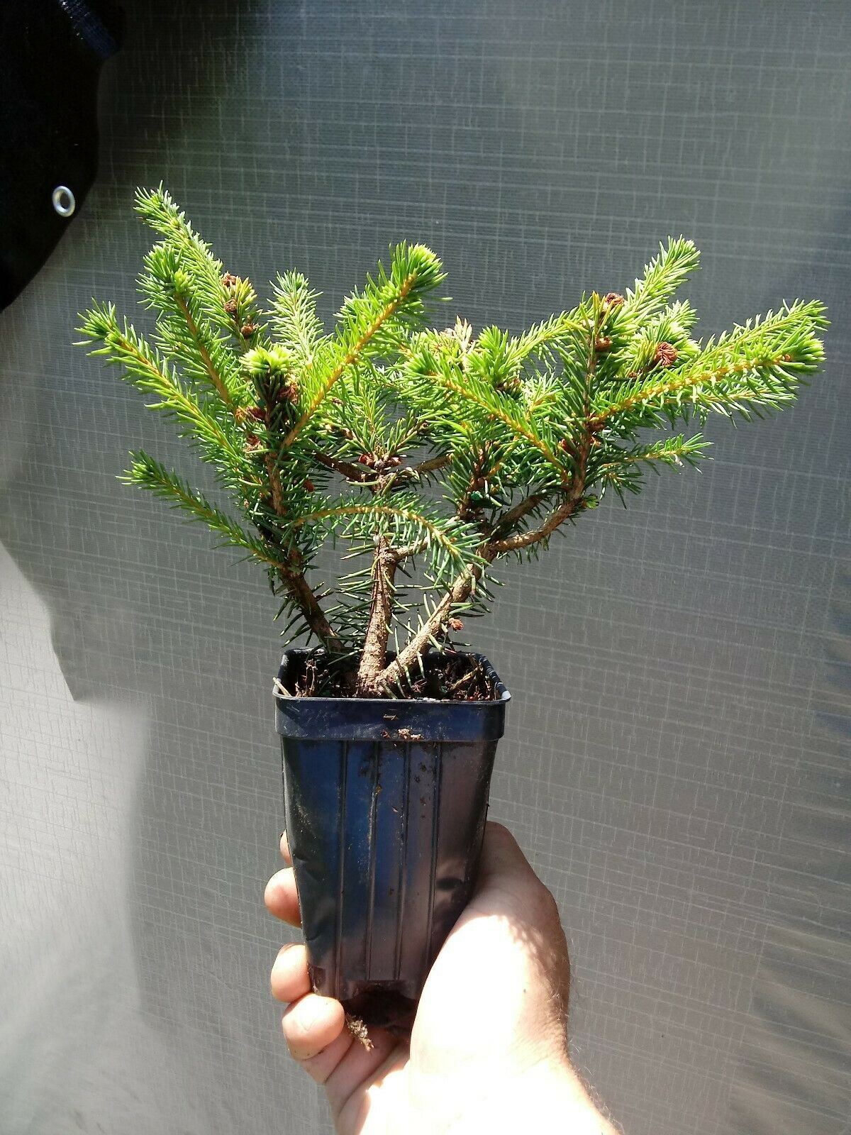 Picea Abies 'Nidiformis' (Bird's-nest Spruce) - Plant - Plants & Seedlings