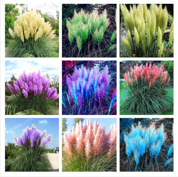 500 SEED Rare MIXED Pampas Garss,Pampas Seed,Pampas Grass Plant