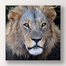 Lion Stretched Canvas Print - Color Photo Male Lion Close Up 24" x 24" Africa