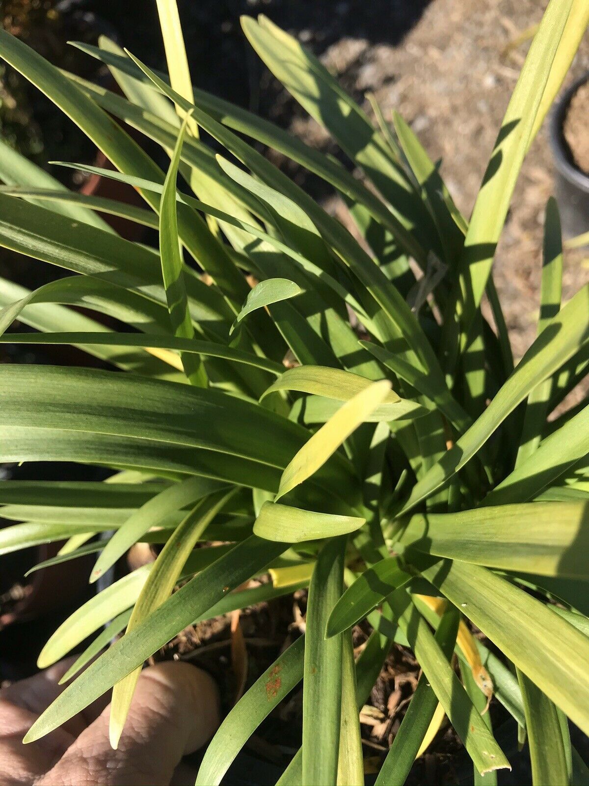 Live Plant Blue Agapanthus Lilly Of The Nile 1 Gallon